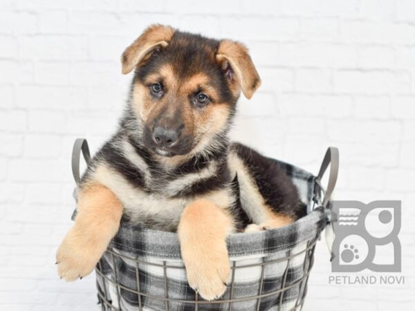 German Shepherd-DOG-Male-Black & Tan-32651-Petland Novi, Michigan