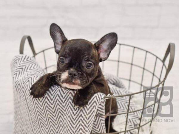 French Bulldog-DOG-Female-brindle-34428-Petland Novi, Michigan