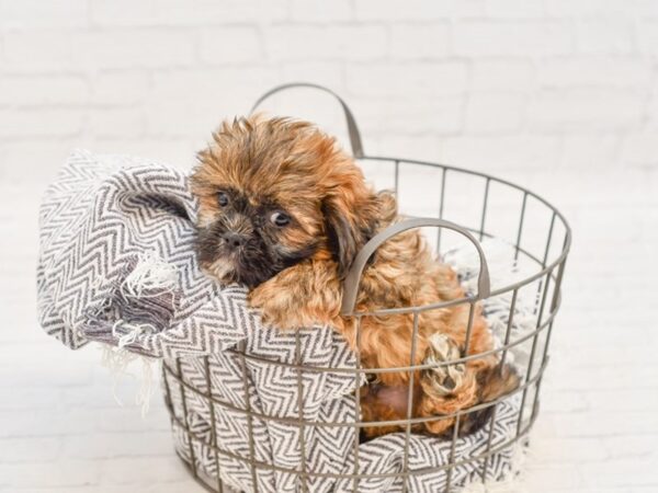 Shih Tzu-DOG-Male-Sable-34792-Petland Novi, Michigan